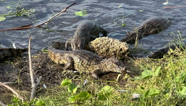 Uma imagem impressionante